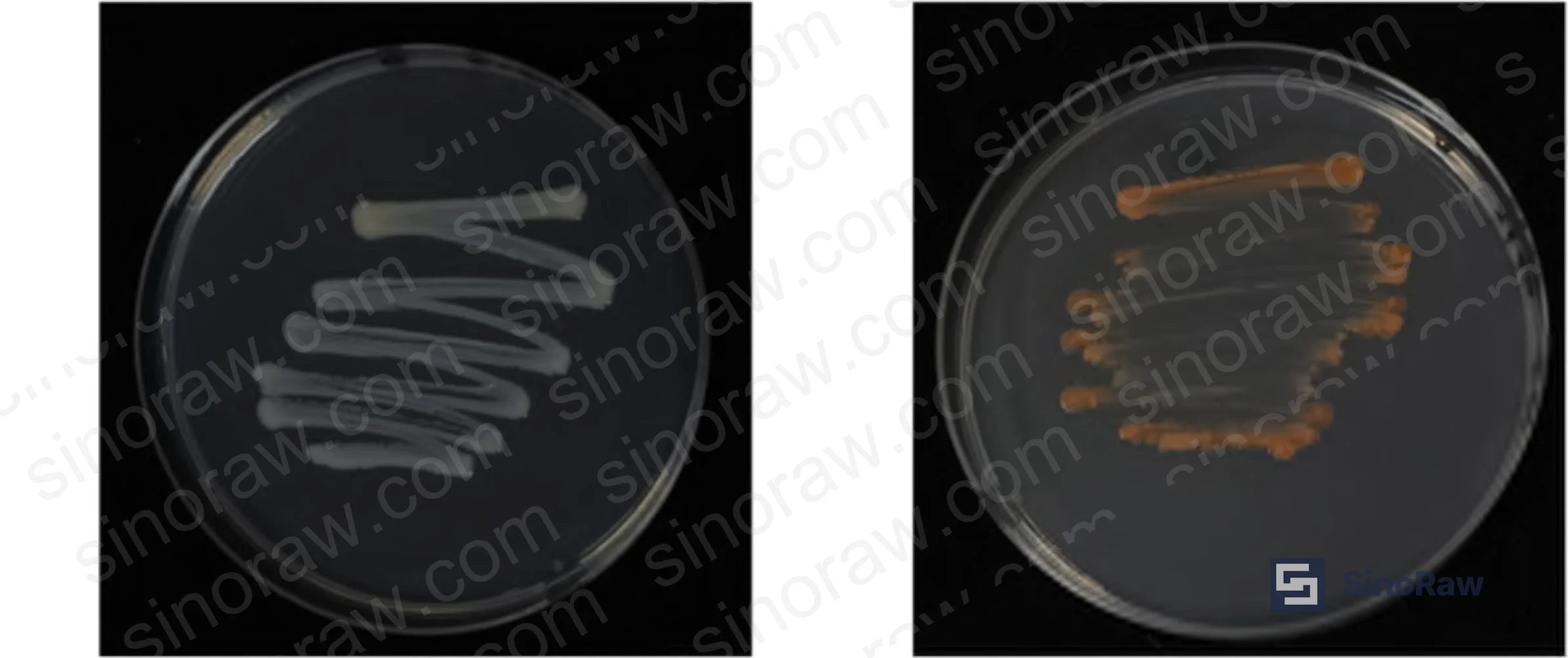 Figure 2: Comparative encapsulated samples showing optical quality differences between baseline UV adhesive, BTA-modified adhesive, and optimized substrate formulations