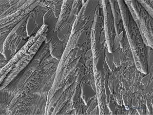 Figure 1: SEM surface morphology of bare Q235A steel plate showing deep grinding marks and accumulated debris