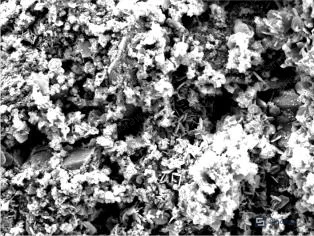 Figure 5: SEM surface morphology of uncoated phosphate film after 48h NaCl immersion showing moderate corrosion product accumulation