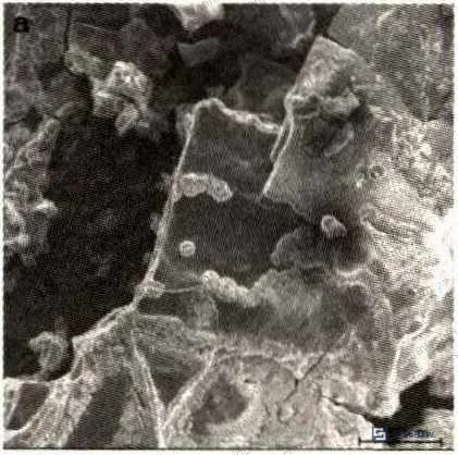 Figure 1: SEM micrograph of phosphating film from 1# formulation showing coarse crystalline structure, poor compactness, and visible fracture/delamination from tinplate substrate