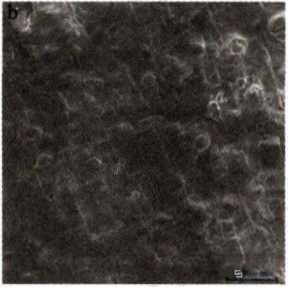 Figure 2: SEM micrograph of phosphating film from 2# formulation showing uniform crystal structure, good compactness, and consistent adhesion to tinplate substrate